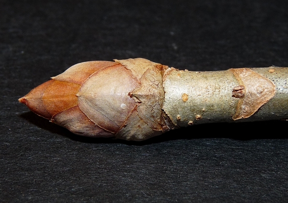 {Aesculus pavia}
